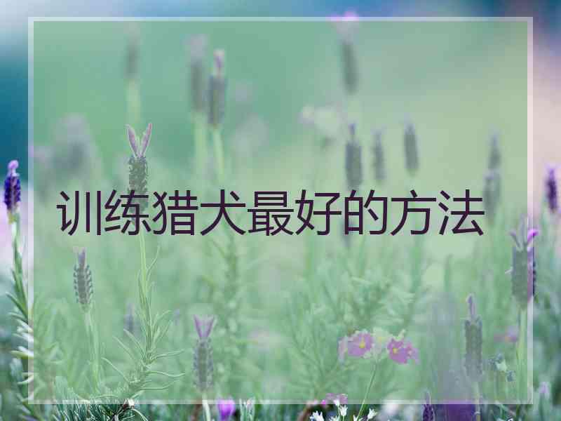 训练猎犬最好的方法