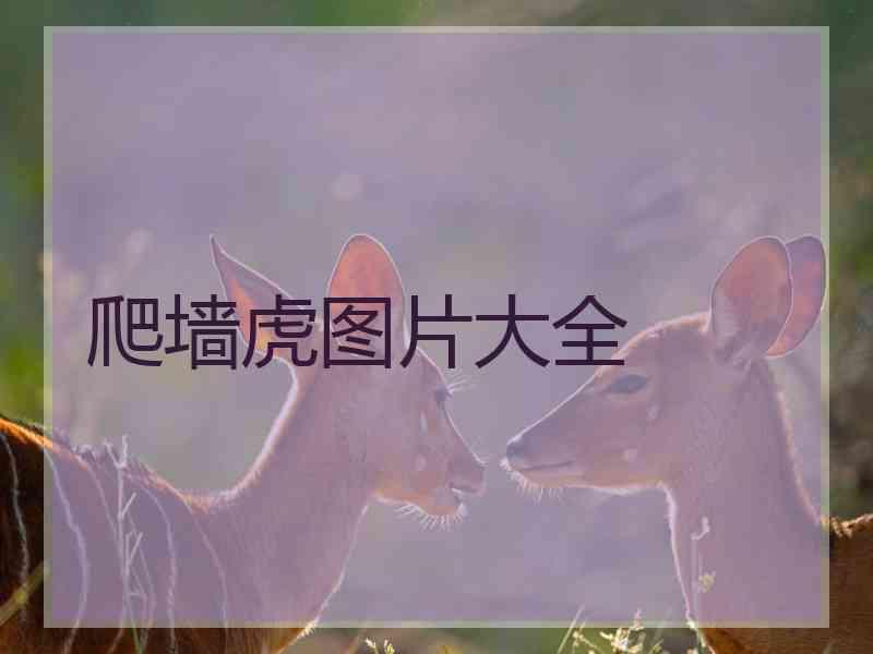 爬墙虎图片大全