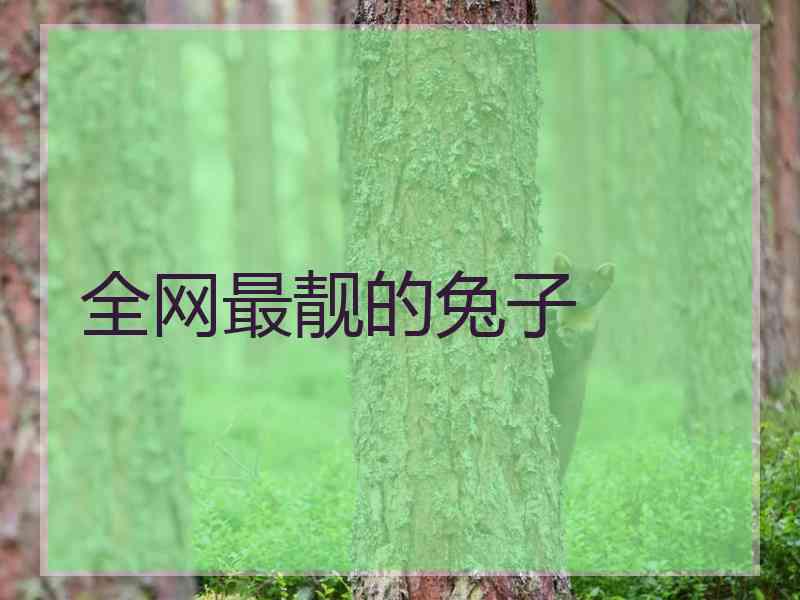 全网最靓的兔子