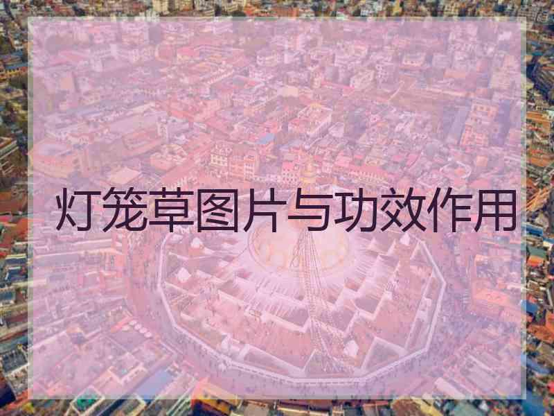 灯笼草图片与功效作用
